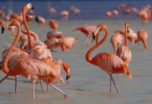 Flamingos in Celestún, Yucatán, México